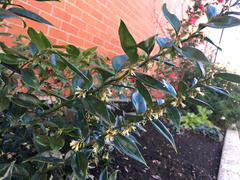 Sarcococca ruscifolia