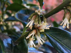 Sarcococca ruscifolia