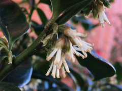 Sarcococca ruscifolia