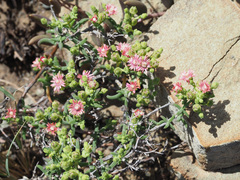 Mestoklema tuberosum