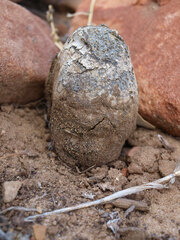 Pisolithus marmoratus