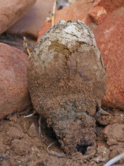 Pisolithus marmoratus