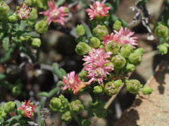 Mestoklema tuberosum