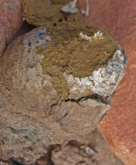 Pisolithus marmoratus