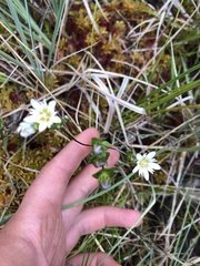 Gentiana douglasiana