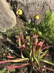 Sarraceniaceae
