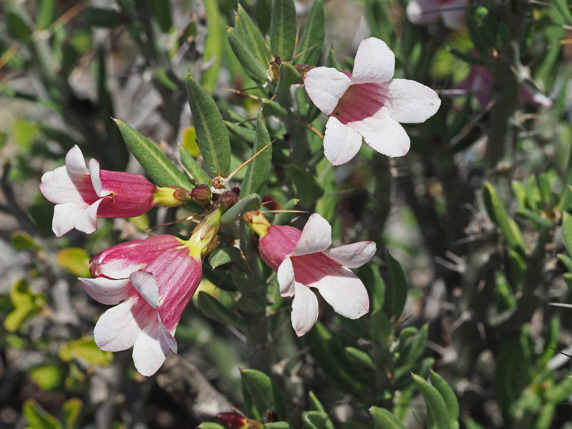 Pachypodium bispinosum