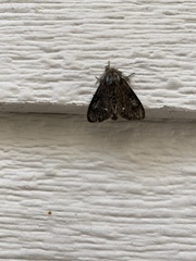 Orgyia pseudotsugata