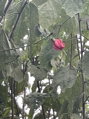 Callianthe picta image