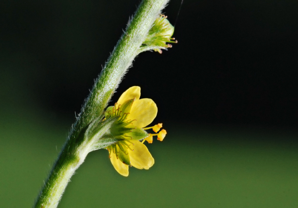 Agrimonia pubescens