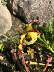 Sarraceniaceae