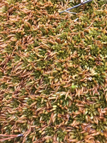 Sphagnum imbricatum