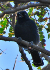 Melaniparus niger niger