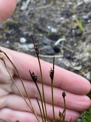 Juncus biglumis