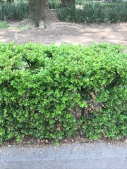 Buxus
