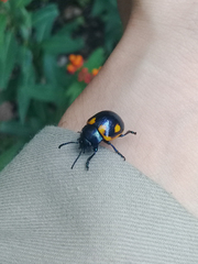 Labidomera suturella