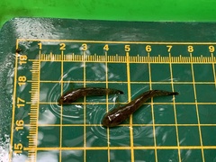 Rhinogobius rubromaculatus