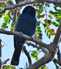 Melaniparus niger niger