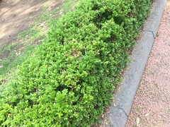 Buxus