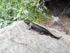 Salamandra lanzai