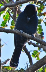 Melaniparus niger niger