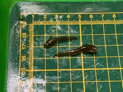 Rhinogobius rubromaculatus