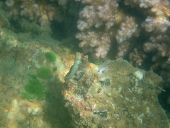 Ecsenius yaeyamaensis