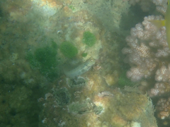 Ecsenius yaeyamaensis