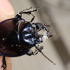 Pasimachus sublaevis