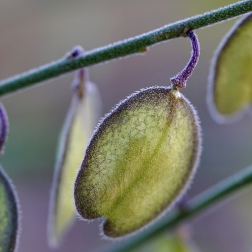 Image of Hebecarpa obscura by (c) Andrew Tree, some rights reserved (CC BY)