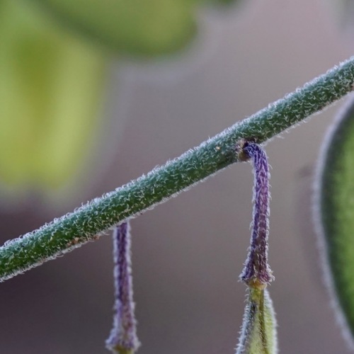 Image of Hebecarpa obscura by (c) Andrew Tree, some rights reserved (CC BY)