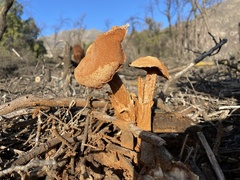 Battarrea phalloides