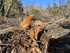 Battarrea phalloides