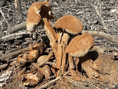 Battarrea phalloides