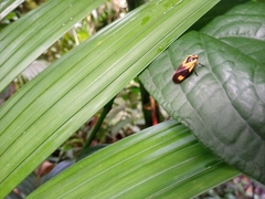 Monecphora broomfieldi