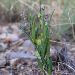 Hebecarpa obscura