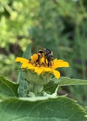 Melissodes subillatus