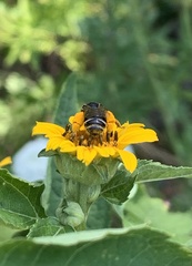 Melissodes subillatus