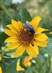 Melissodes subillatus