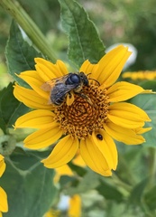 Melissodes subillatus