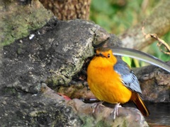 Cossypha natalensis natalensis