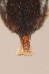 Ampedus occidentalis