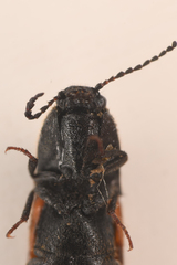 Ampedus occidentalis