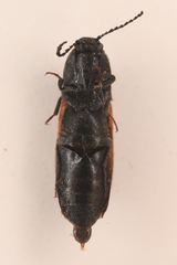 Ampedus occidentalis