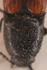 Ampedus occidentalis