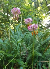 Lilium kelloggii