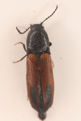 Ampedus occidentalis