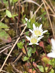 Gentiana douglasiana