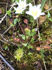 Gentiana douglasiana