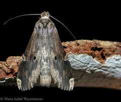 Nystalea ebalea